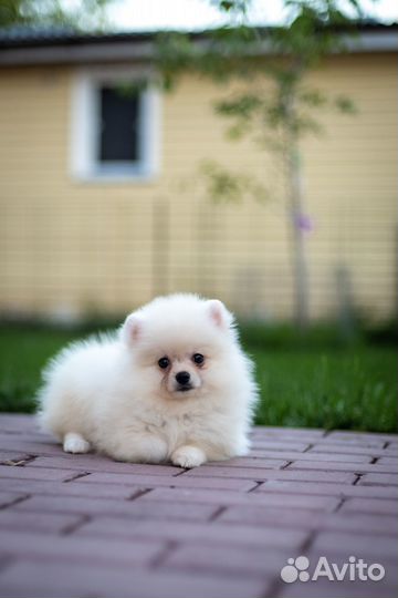 Белый мальчик померанский шпиц