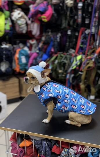 Одежда для собак