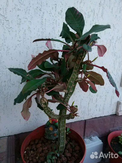 Молочай домашнее растение