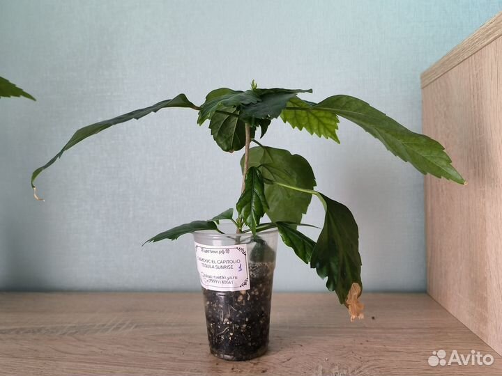 Сортовые гибискусы 2