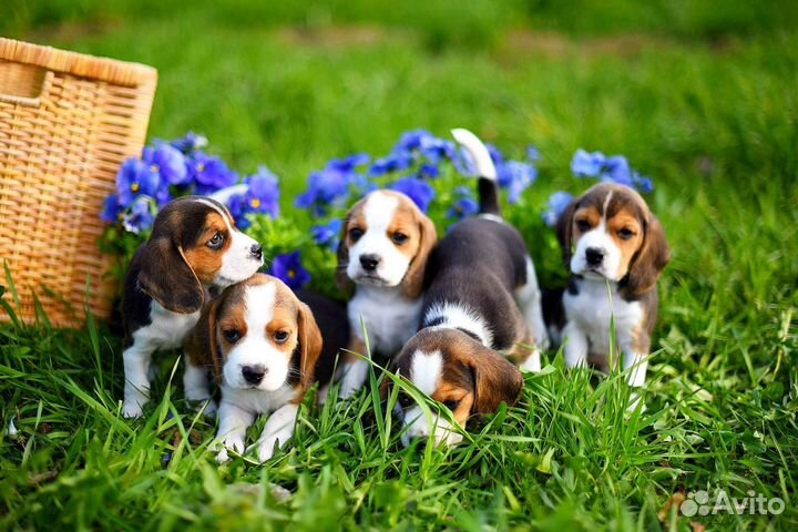 Бигли мальчики и девочки