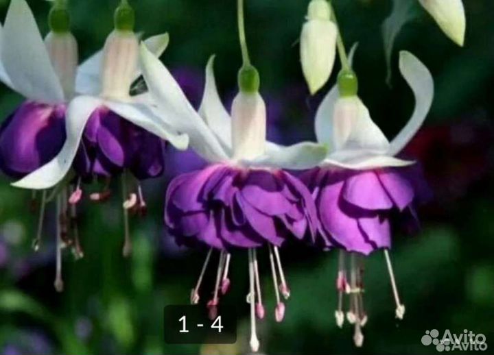 Фуксии сортовые