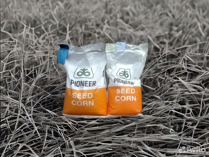 Семена кукурузы Пионер П9127