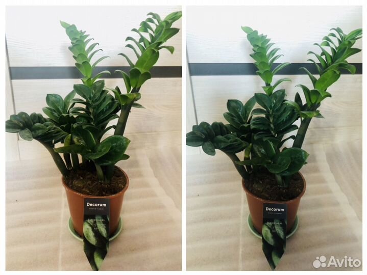 Замиокулькас зензи, Черный Равен