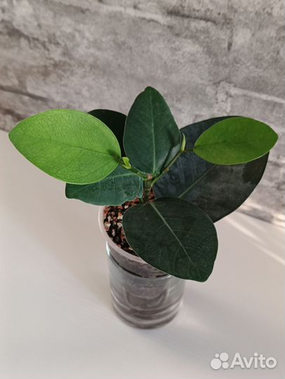 Фикус сильвер плат
