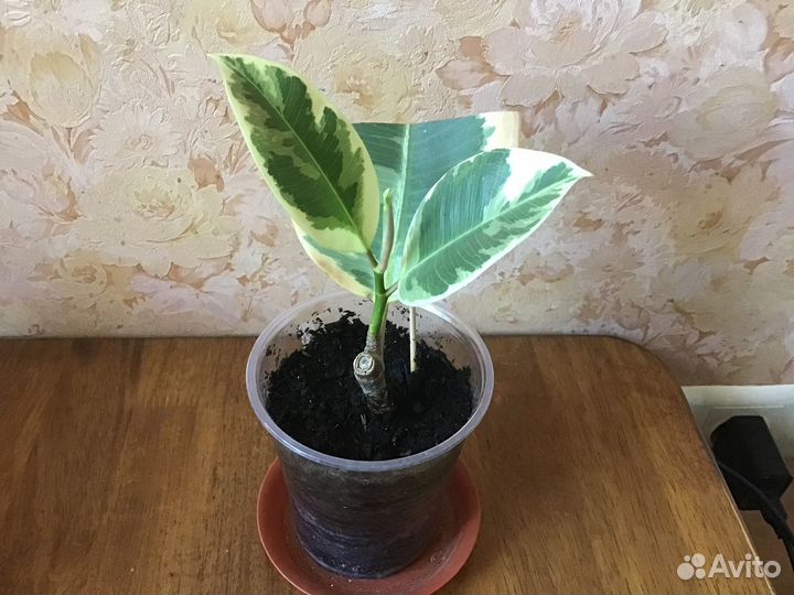 Фикус эластика вариегатный