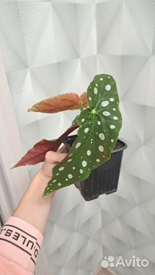 Бегония макулата