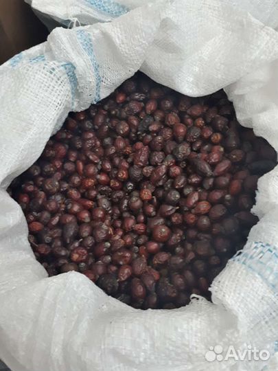 Шиповник донской