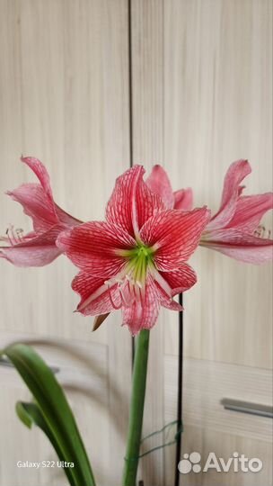 Гиппеаструм Ретикулактум