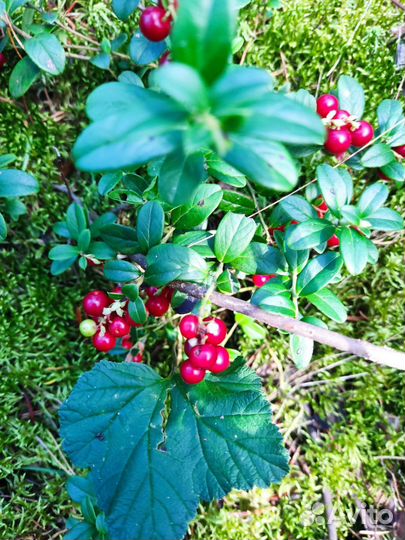 Брусника, 1л-500 с доставкой от 5 л. Облепиха 350