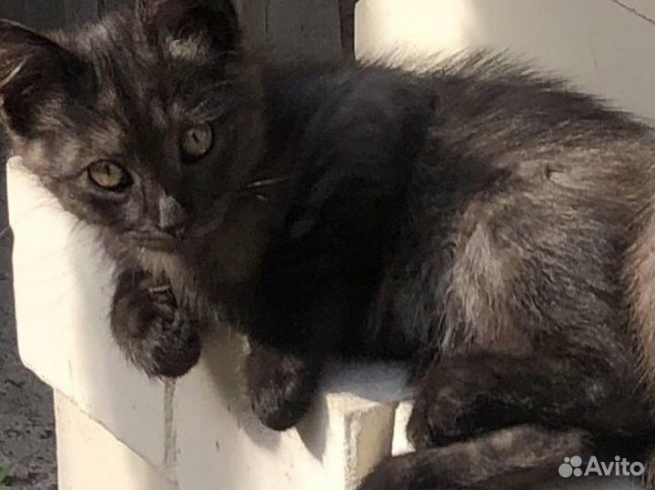 Котенок мальчик