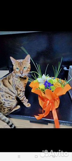 Бенгальский кот вязка