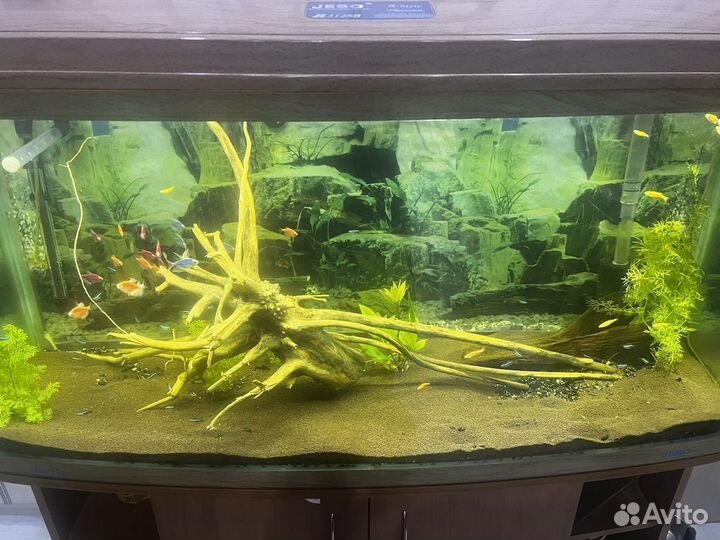 Коряги в аквариум - террариум