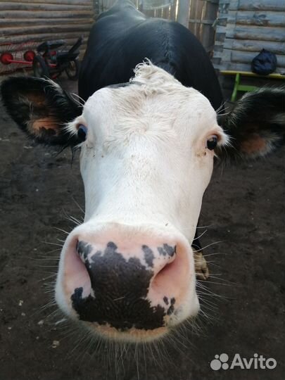 Стельная телка