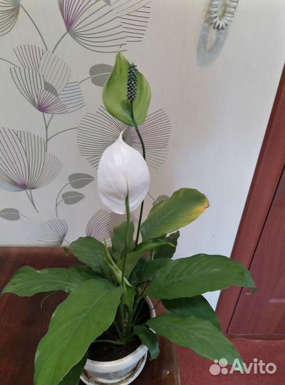 Спатифиллум