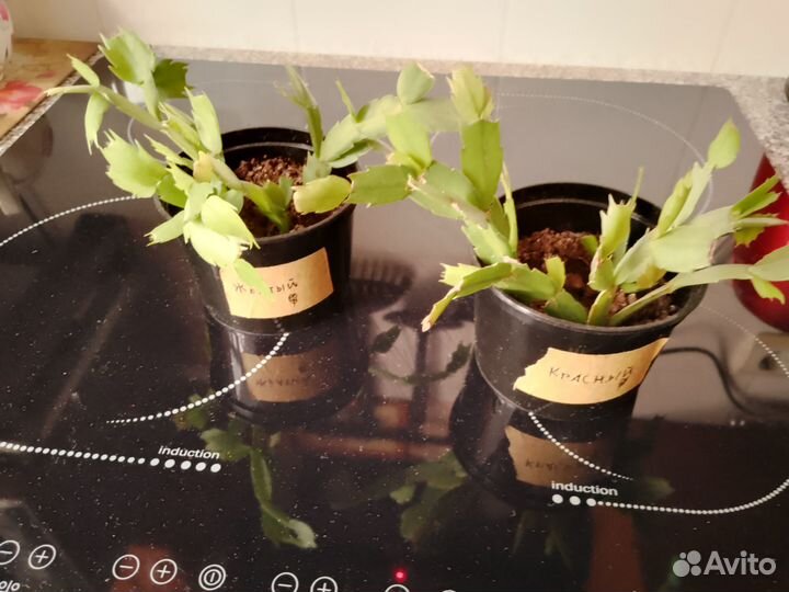 Замиокулькас, сансевиерия и др