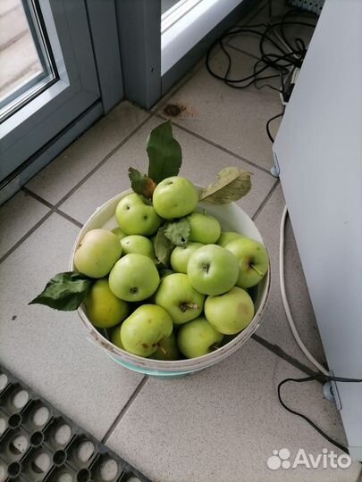 Яблоки домашние