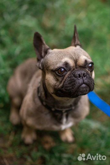 Французский бульдог бесплатно