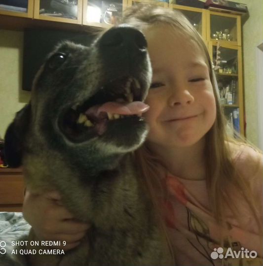 Передержка собак