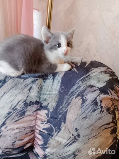 Котики маленькие бесплатно