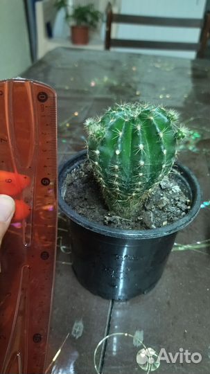 Кактусы