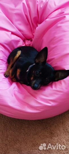 Вязка той терьер