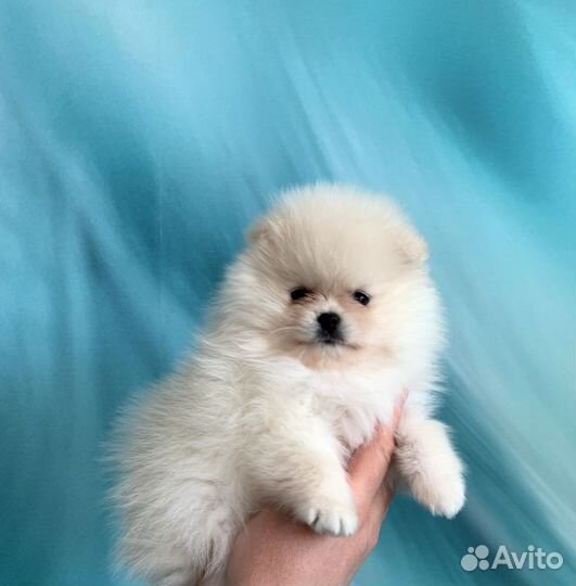 Щенки шпица