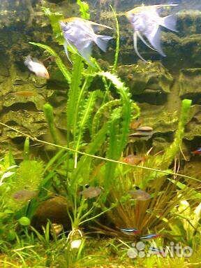 Аквариумное растение