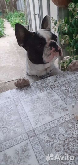 Французский бульдог кабель вязка