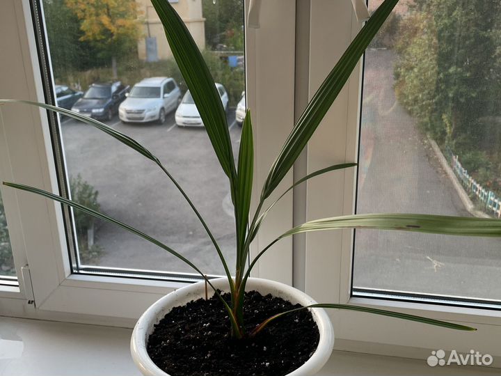 Финиковая пальма