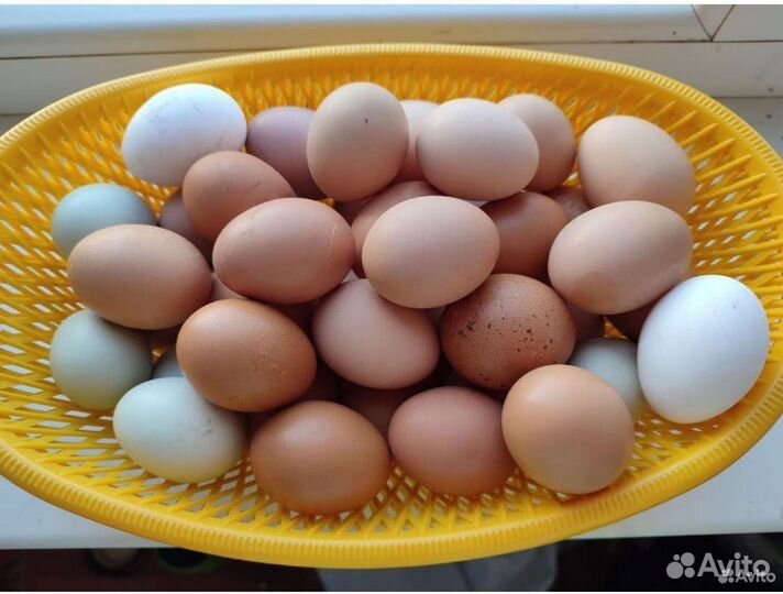 Домашние куриные яйца