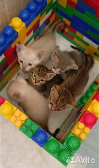 Котята в добрые руки