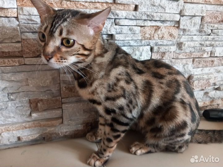 Бенгальская