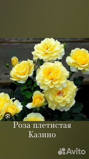 Роза саженцы