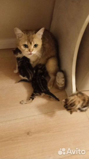 Котята в добрые руки. Мама британка, пара дворовый