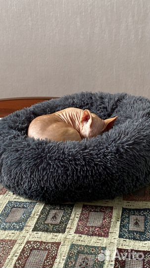 Канадский сфинкс бесплатно