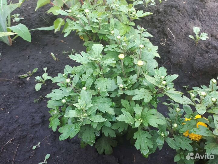 Хризантема корейская