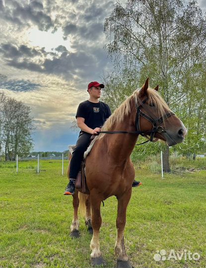 Кобыла с жеребенком