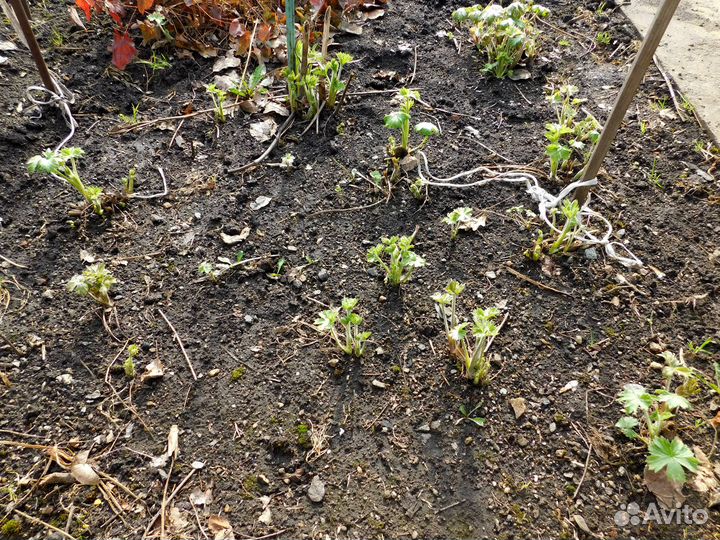 Цветы садовые