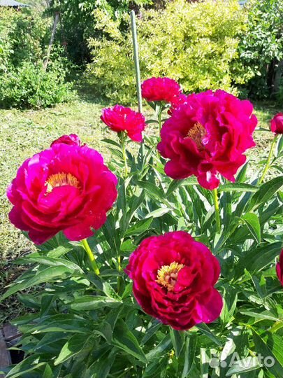 Пион Ann Zahller