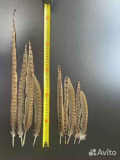 Перья фазана кавказского охотничьего