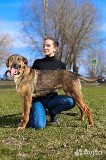 Собака ищет дом, Август