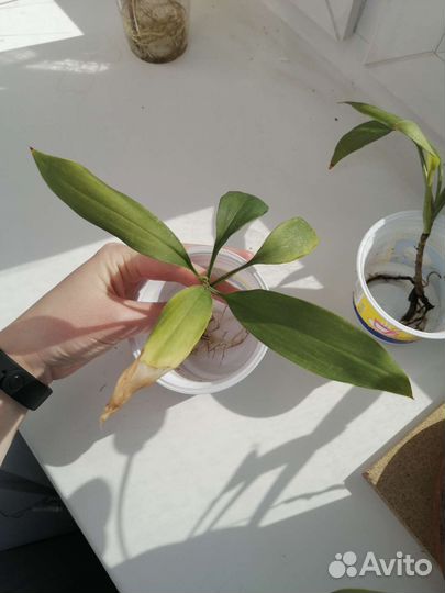 Юкка ростки