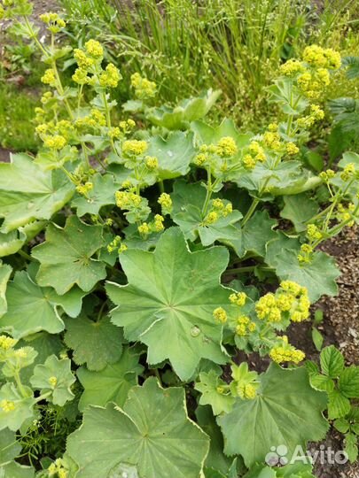 Многолетники