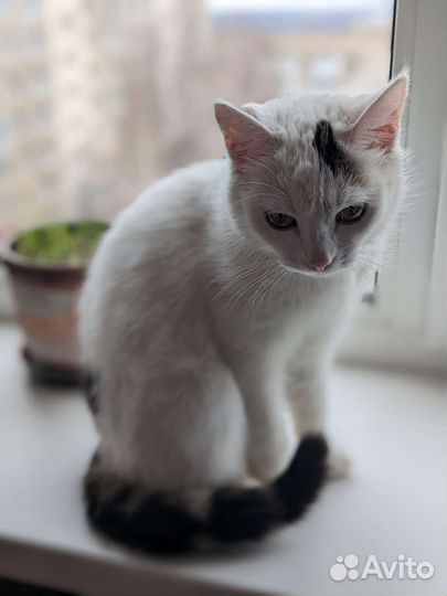 Кошки в добрые руки бесплатно