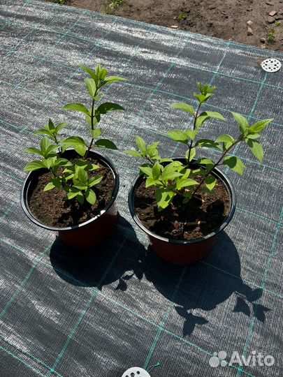 Гортензия Геркулес