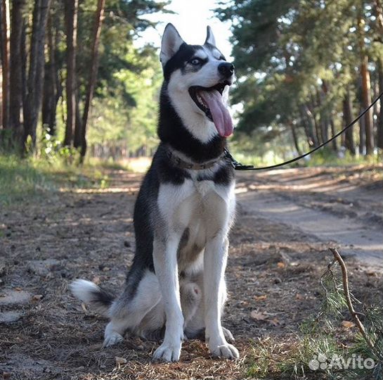 Хаски для вязки