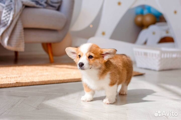 Помощь с учебой