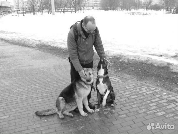 Дрессировка собак, коррекция поведения