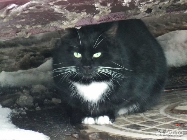Черно-белый кот замерзает объявление продам